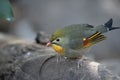 Red-billed Leiothrix (Leiothrix lutea) in Sunlight Royalty Free Stock Photo