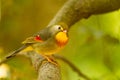 Red-billed Leiothrix lutea bird with a reddish beak perched on a branch Royalty Free Stock Photo
