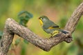 Red-billed Leiothrix perched on a branch Royalty Free Stock Photo