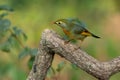 Red-billed Leiothrix perched on a tree branch Royalty Free Stock Photo