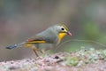 Red-billed leiothrix photographed in Sattal, India Royalty Free Stock Photo