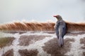 Red Billed Ox Pecker