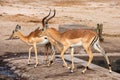 Red Billed Ox pecker sitting on the back on an Impala