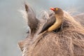 Red billed Ox pecker on a Warthog.