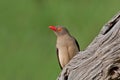 Red-billed Oxpecker Royalty Free Stock Photo