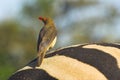 Red-billed Oxpecker Royalty Free Stock Photo
