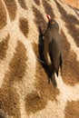 Red-billed Oxpecker Royalty Free Stock Photo