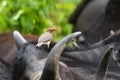 Red-billed oxpecker African bird on Cape Buffalo at Serengeti National Park in Tanzania, East Africa Royalty Free Stock Photo