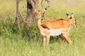 Red-billed oxpecker African bird on female Impala at Serengeti National Park in Tanzania, Africa Royalty Free Stock Photo