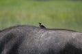 Red-Billed Oxpecker on African buffalo with in Lake Nakura National Park ,Kenya. Royalty Free Stock Photo