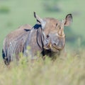 Red Billed Oxpecker On Black Rhinoceros Lip Royalty Free Stock Photo