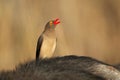 A red-billed oxpecker on a buffalo, Kruger National Park, South Africa Royalty Free Stock Photo