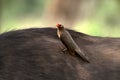 Red-billed oxpecker (Buphagus erythrorhynchus)