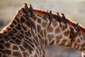 The red-billed oxpecker Buphagus erythrorhynchus, birds sitting on the neck of a giraffe Royalty Free Stock Photo