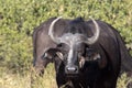 Red-billed Oxpecker Buphagus erythrorhynchus, care African Buffalo, Chobe National Park, Botswana