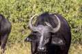 Red-billed Oxpecker Buphagus erythrorhynchus, care African Buffalo, Chobe National Park, Botswana