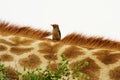 Red-billed Oxpecker (Buphagus erythrorhynchus) on giraffe. (0911) Royalty Free Stock Photo