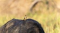 A red-billed oxpecker, Buphagus erythrorhynchus, sits comfortably on the back of a large mammal in South Africa