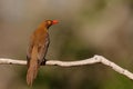 Red billed oxpecker, Buphagus erythrorhynchus, sitting on a branch in Zimanga game reserve Royalty Free Stock Photo