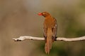 Red billed oxpecker, Buphagus erythrorhynchus, sitting on a branch in Zimanga game reserve Royalty Free Stock Photo