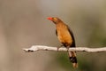 Red billed oxpecker, Buphagus erythrorhynchus, sitting on a branch in Zimanga game reserve