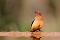 Red billed oxpecker, Buphagus erythrorhynchus, sitting at a waterhole in Zimanga game reserve Royalty Free Stock Photo