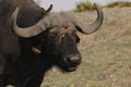 Red Billed Oxpecker, buphagus erythrorhynchus standing on African Buffalo, syncerus caffer, Okavango Delta in Botswana Royalty Free Stock Photo