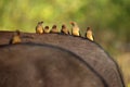 The red-billed oxpecker Buphagus erythrorhynchus, the whole family on the cape buffalo back. A family of oxpeckers on the back Royalty Free Stock Photo