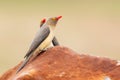 Red-billed Oxpecker - Buphagus erythrorynchus Royalty Free Stock Photo