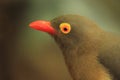 Red-billed oxpecker