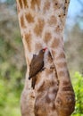 Red-billed oxpecker feeding