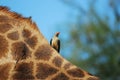 Red-Billed Oxpecker on Giraffe