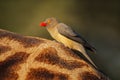 Red-billed oxpecker on giraffe - South Africa Royalty Free Stock Photo