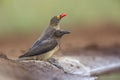 Red billed Oxpecker in Kruger National park, South Africa Royalty Free Stock Photo