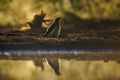 Red billed Oxpecker in Kruger National park, South Africa Royalty Free Stock Photo