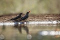 Red billed Oxpecker in Kruger National park, South Africa Royalty Free Stock Photo