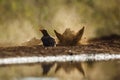 Red billed Oxpecker in Kruger National park, South Africa Royalty Free Stock Photo