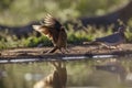 Red billed Oxpecker in Kruger National park, South Africa Royalty Free Stock Photo