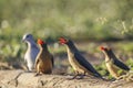 Red billed Oxpecker in Kruger National park, South Africa Royalty Free Stock Photo