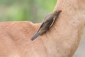 Red billed oxpecker looking for ticks on the neck of impala