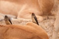 Red-billed Oxpecker