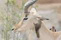 Red-billed oxpecker picking on Impala