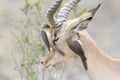 Red-billed oxpecker picking on Impala Royalty Free Stock Photo