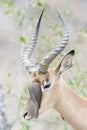 Red-billed oxpecker picking on Impala