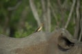 Red Billed Oxpecker on a Rhino Royalty Free Stock Photo