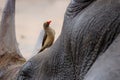 Red-billed oxpecker on a Rhino Royalty Free Stock Photo
