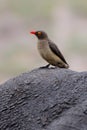 Red-billed oxpecker on a Rhino Royalty Free Stock Photo