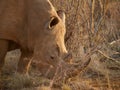 Red-billed oxpecker on rhino Royalty Free Stock Photo