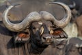 Red-billed oxpecker sitting on a african buffalo