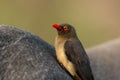 Red-billed oxpecker sitting on a white rhinoceros